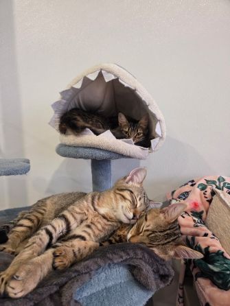 Chai and Java
