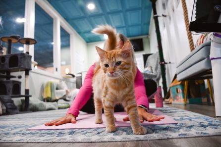 Meowditation & Yoga